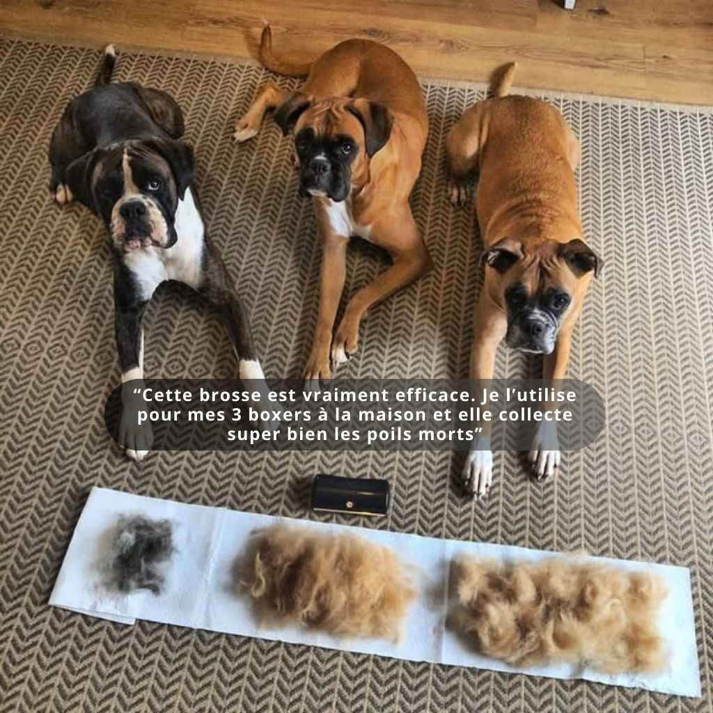 GroomPro - Brosse de toilettage